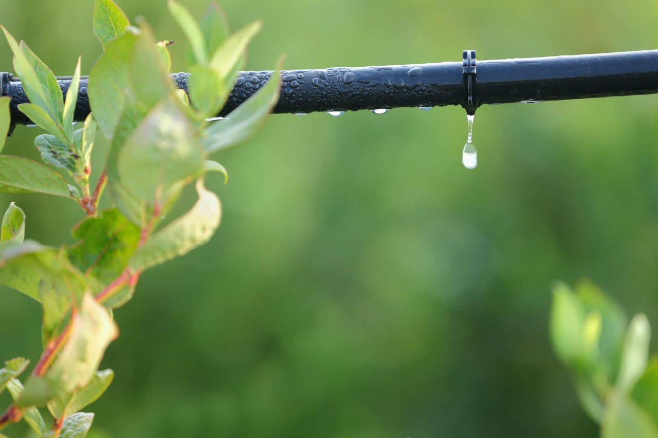 Drip Irrigation Pipe Close Up